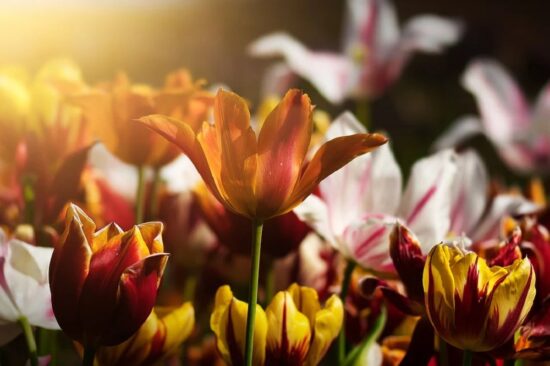 Весеннее цветение тюльпанов