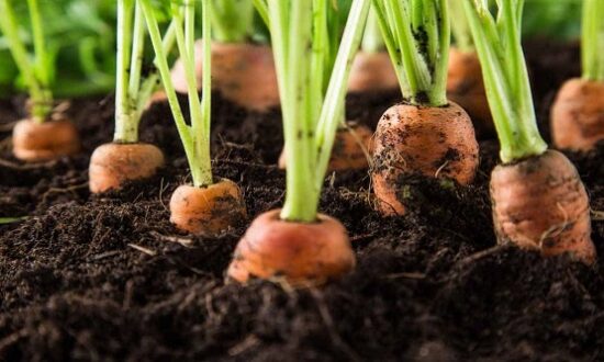 Морковь на грядке: какие овощи сажают весной