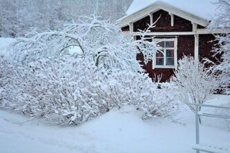 Деревья в снегу в саду