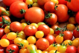 Выращивание рассады томатов дома