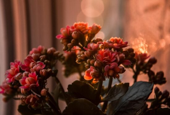 Каланхоэ - цветущее зимой комнатное растение