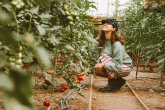 Лучшие сорта томатов для выращивания - девушка в теплице рядом с кустами томатов